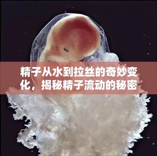 精子從水到拉絲的奇妙變化，揭秘精子流動(dòng)的秘密