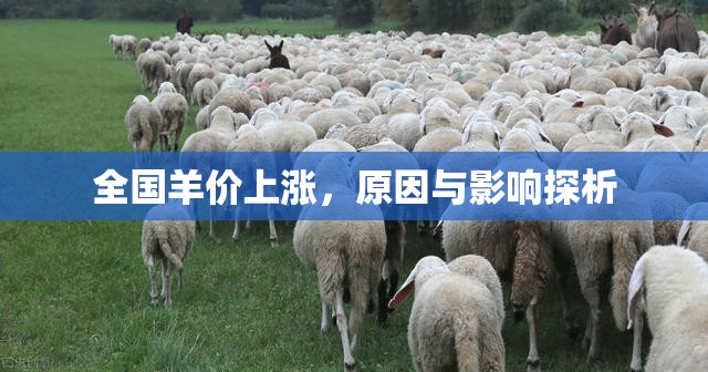 全國羊價上漲，原因與影響探析