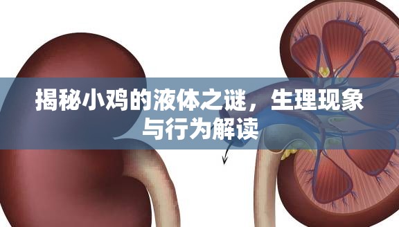 揭秘小雞的液體之謎，生理現(xiàn)象與行為解讀