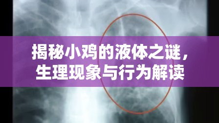 揭秘小雞的液體之謎，生理現(xiàn)象與行為解讀