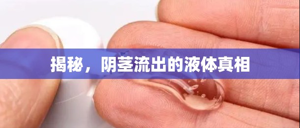 揭秘，陰莖流出的液體真相