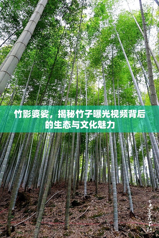 竹影婆娑，揭秘竹子曝光視頻背后的生態(tài)與文化魅力
