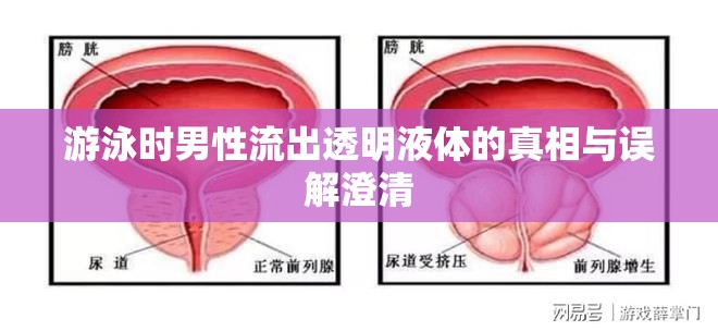 游泳時(shí)男性流出透明液體的真相與誤解澄清