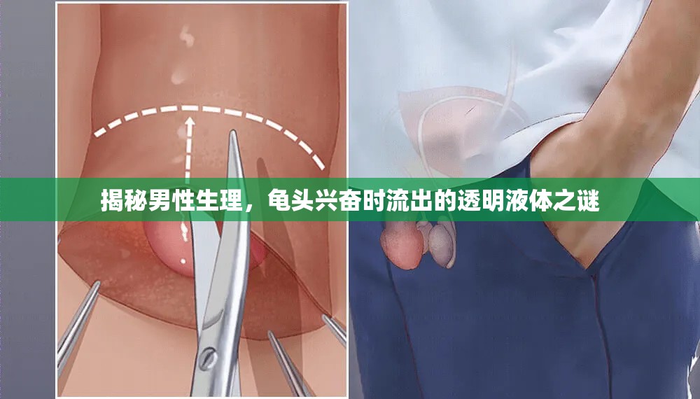 揭秘男性生理，龜頭興奮時(shí)流出的透明液體之謎