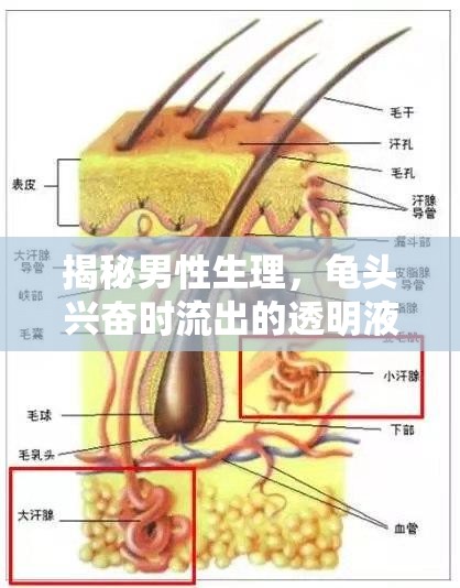 揭秘男性生理，龜頭興奮時(shí)流出的透明液體之謎