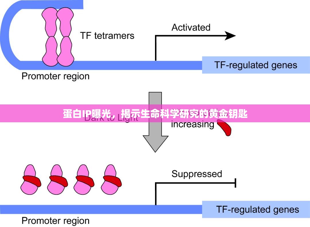 蛋白IP曝光，揭示生命科學(xué)研究的黃金鑰匙