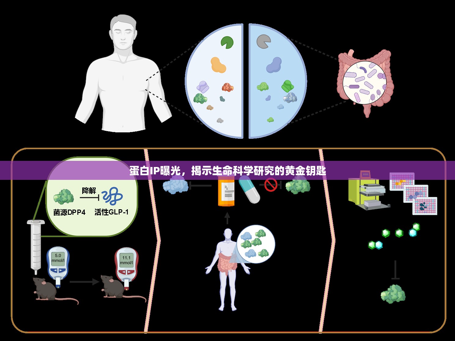 蛋白IP曝光，揭示生命科學(xué)研究的黃金鑰匙