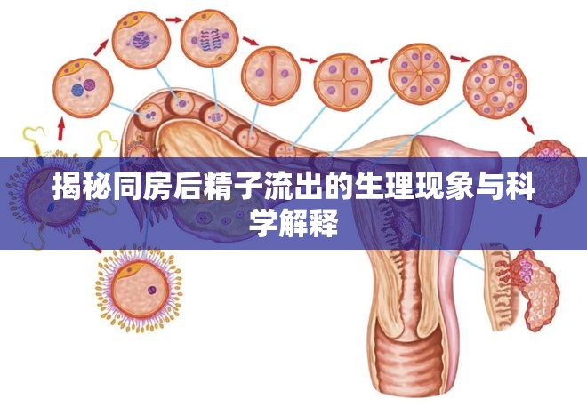 揭秘同房后精子流出的生理現(xiàn)象與科學解釋