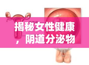 揭秘女性健康，陰道分泌物的自然生理現(xiàn)象與日常護(hù)理
