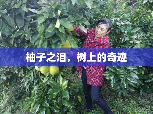 柚子之淚，樹(shù)上的奇跡