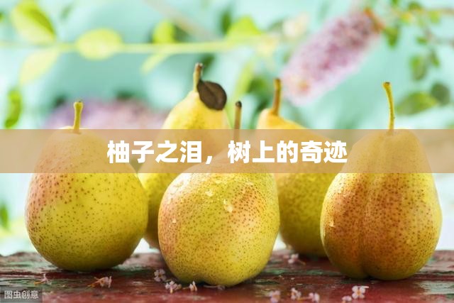 柚子之淚，樹(shù)上的奇跡
