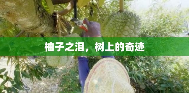 柚子之淚，樹(shù)上的奇跡