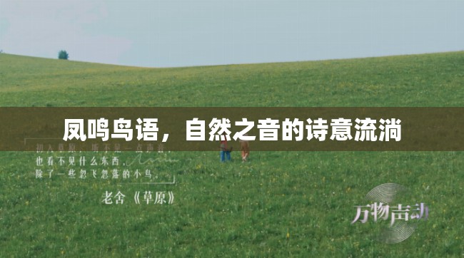 鳳鳴鳥語，自然之音的詩意流淌