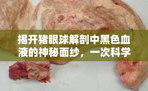 揭開豬眼球解剖中黑色血液的神秘面紗，一次科學探索的旅程