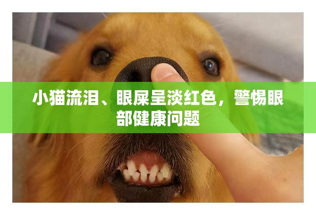 小貓流淚、眼屎呈淡紅色，警惕眼部健康問題