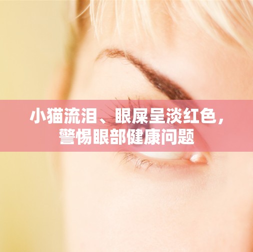 小貓流淚、眼屎呈淡紅色，警惕眼部健康問題
