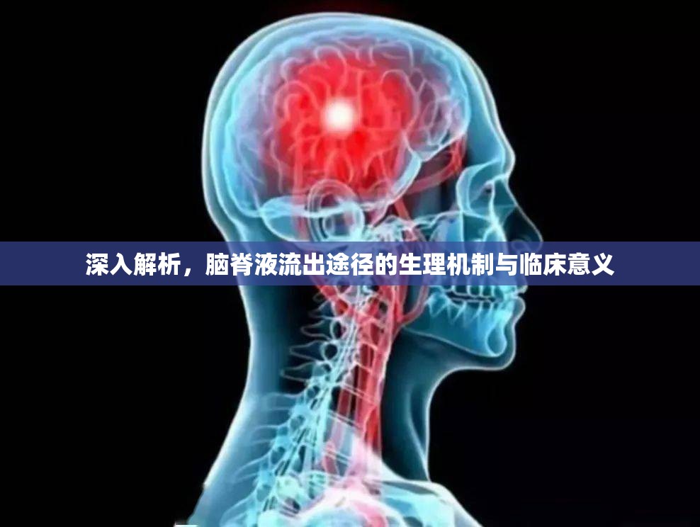 深入解析，腦脊液流出途徑的生理機制與臨床意義