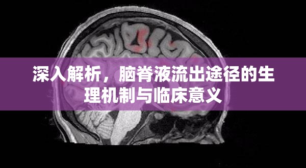 深入解析，腦脊液流出途徑的生理機制與臨床意義