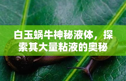 白玉蝸牛神秘液體，探索其大量粘液的奧秘