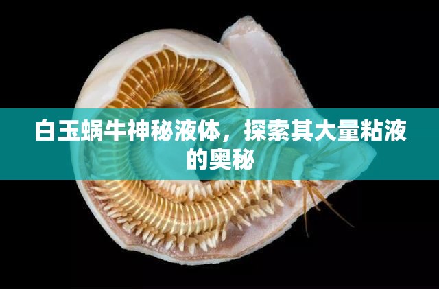白玉蝸牛神秘液體，探索其大量粘液的奧秘