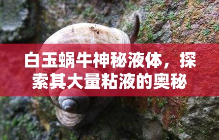 白玉蝸牛神秘液體，探索其大量粘液的奧秘