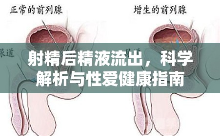 射精后精液流出，科學(xué)解析與性愛健康指南
