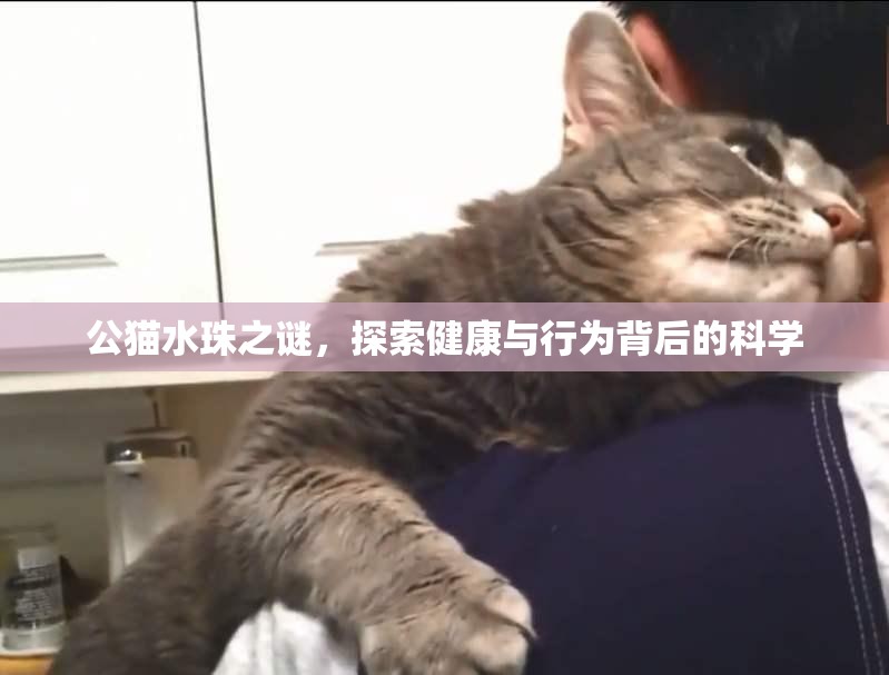 公貓水珠之謎，探索健康與行為背后的科學(xué)
