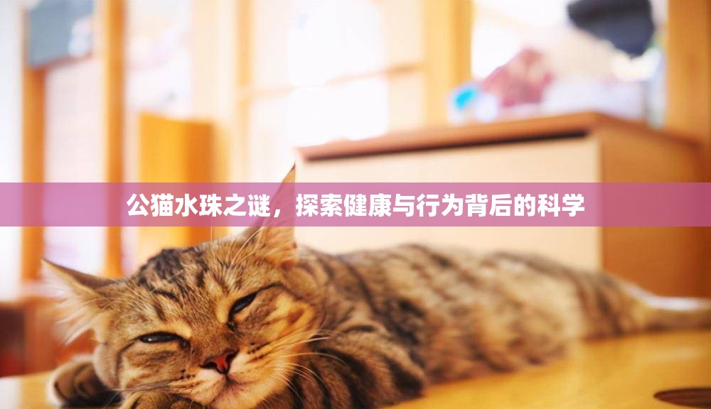 公貓水珠之謎，探索健康與行為背后的科學(xué)
