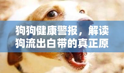 狗狗健康警報(bào)，解讀狗流出白帶的真正原因