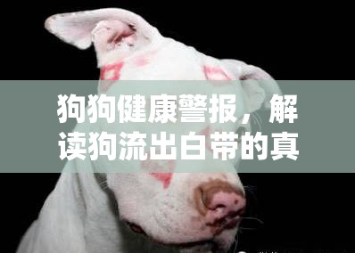 狗狗健康警報(bào)，解讀狗流出白帶的真正原因