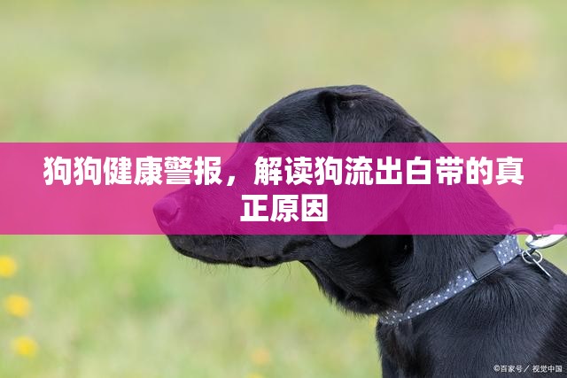 狗狗健康警報(bào)，解讀狗流出白帶的真正原因