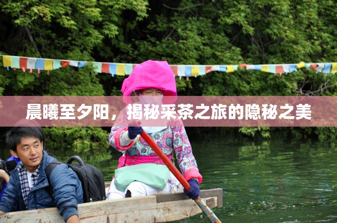 晨曦至夕陽(yáng)，揭秘采茶之旅的隱秘之美