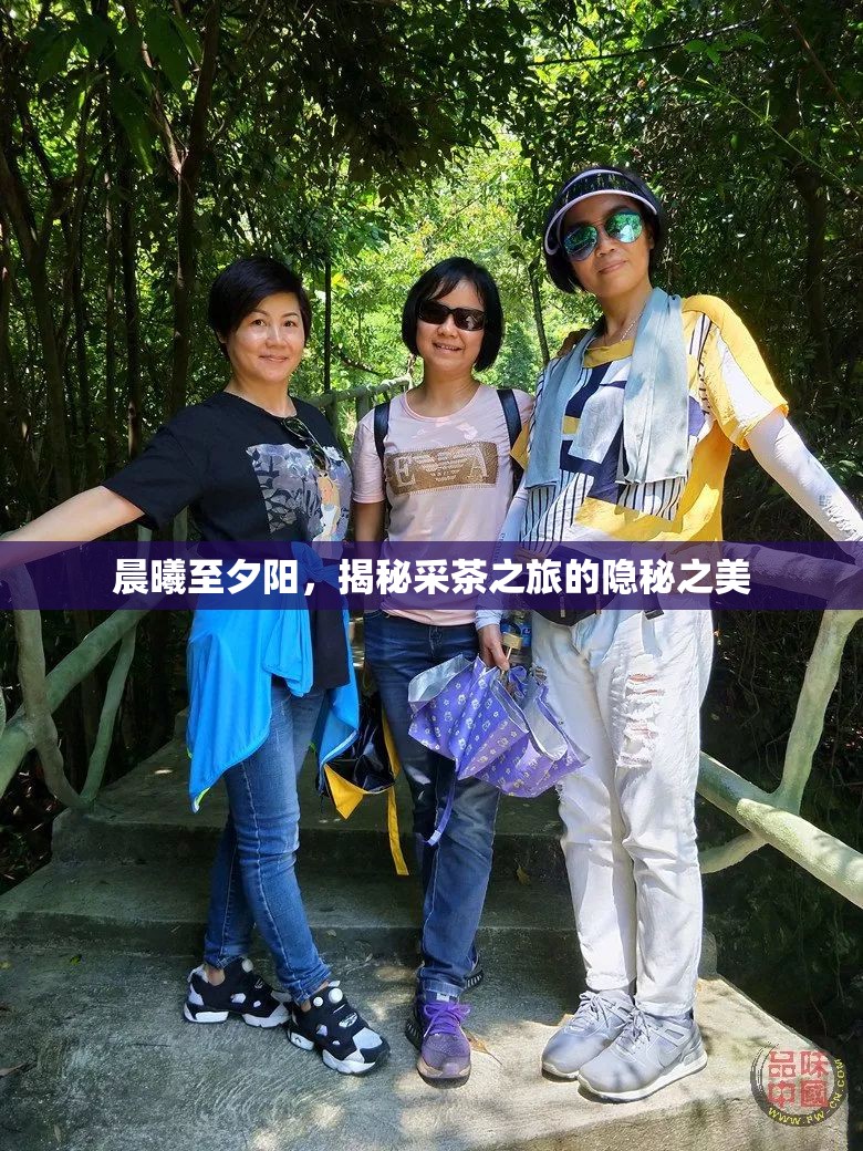 晨曦至夕陽(yáng)，揭秘采茶之旅的隱秘之美