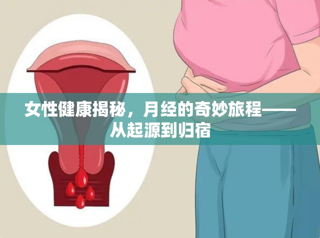 女性健康揭秘，月經(jīng)的奇妙旅程——從起源到歸宿