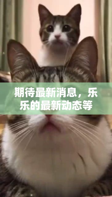 期待最新消息，樂樂的最新動態(tài)等你來探
