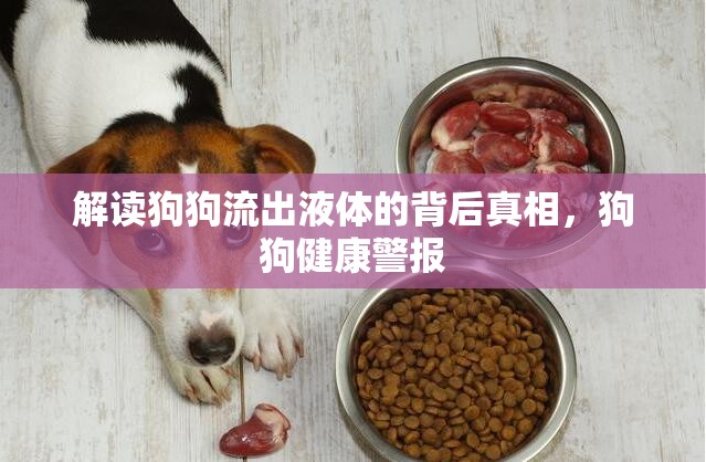 解讀狗狗流出液體的背后真相，狗狗健康警報(bào)