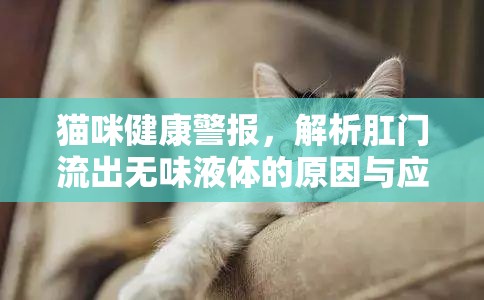 貓咪健康警報(bào)，解析肛門(mén)流出無(wú)味液體的原因與應(yīng)對(duì)策略