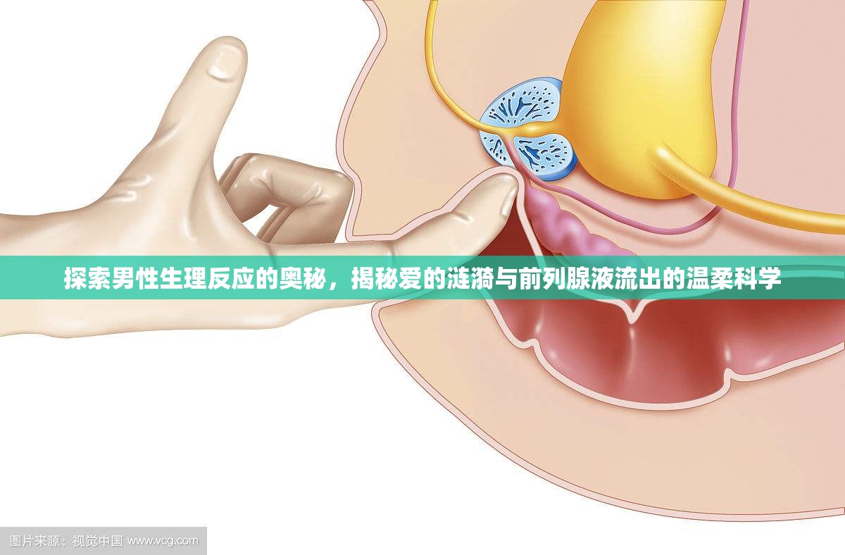 探索男性生理反應(yīng)的奧秘，揭秘愛的漣漪與前列腺液流出的溫柔科學(xué)