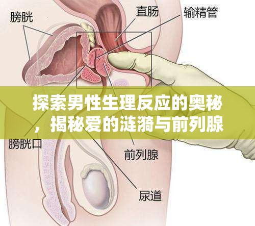 探索男性生理反應(yīng)的奧秘，揭秘愛的漣漪與前列腺液流出的溫柔科學(xué)