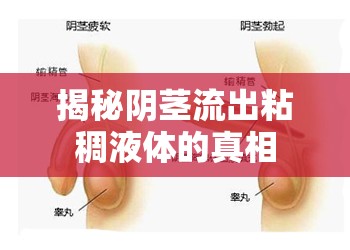 揭秘陰莖流出粘稠液體的真相