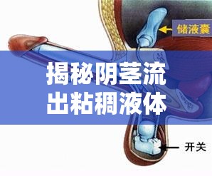 揭秘陰莖流出粘稠液體的真相