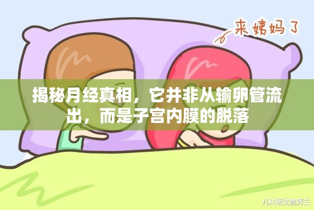揭秘月經(jīng)真相，它并非從輸卵管流出，而是子宮內(nèi)膜的脫落