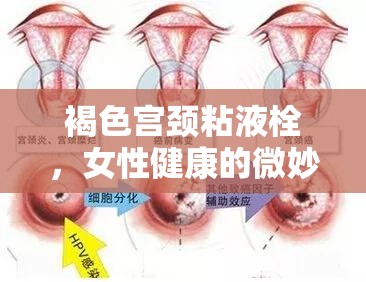 褐色宮頸粘液栓，女性健康的微妙信號