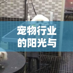寵物行業(yè)的陽光與陰影，揭秘背后的溫暖與挑戰(zhàn)
