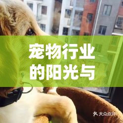 寵物行業(yè)的陽光與陰影，揭秘背后的溫暖與挑戰(zhàn)