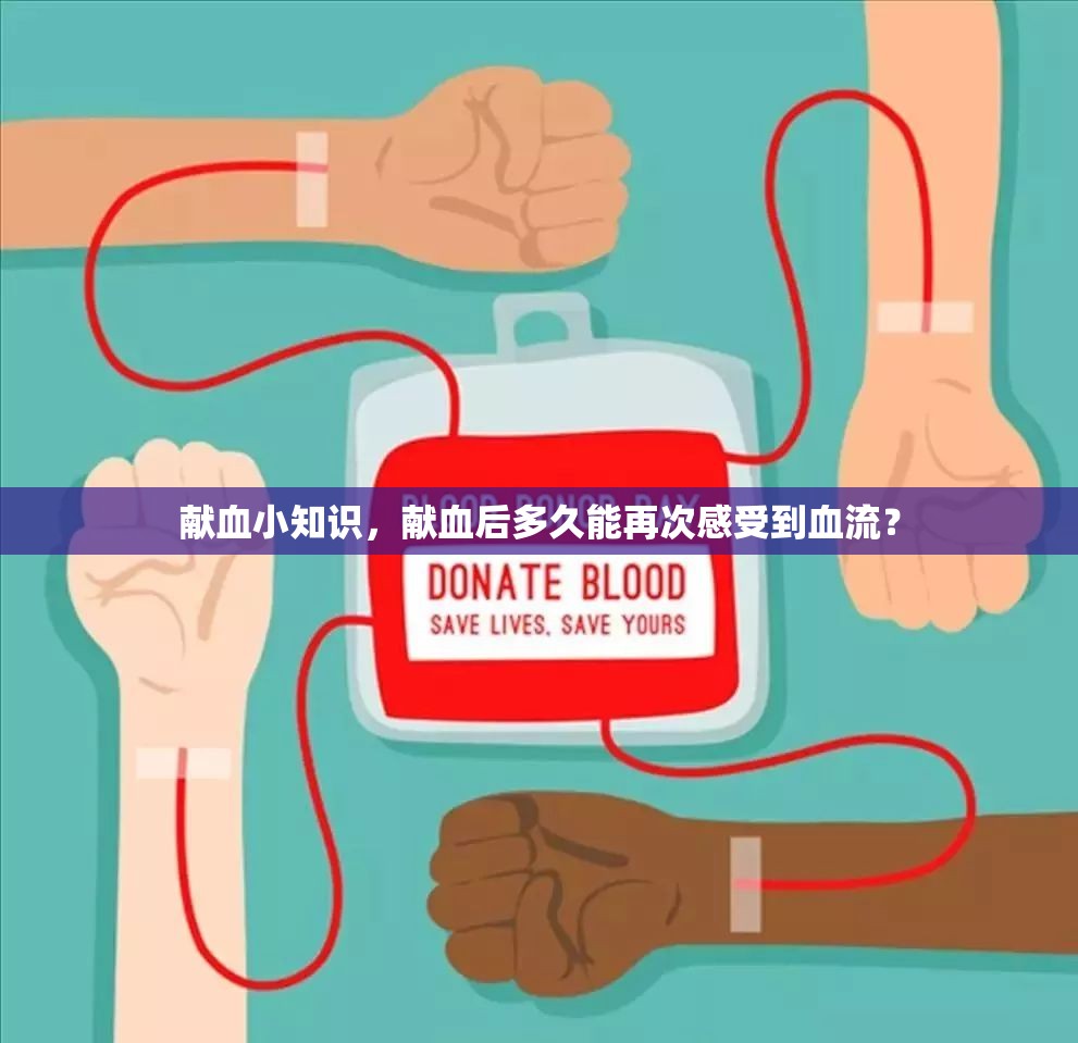 獻(xiàn)血小知識(shí)，獻(xiàn)血后多久能再次感受到血流？