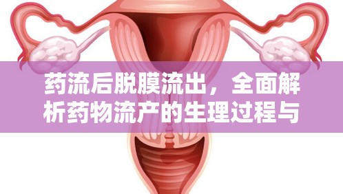 藥流后脫膜流出，全面解析藥物流產(chǎn)的生理過程與注意事項(xiàng)