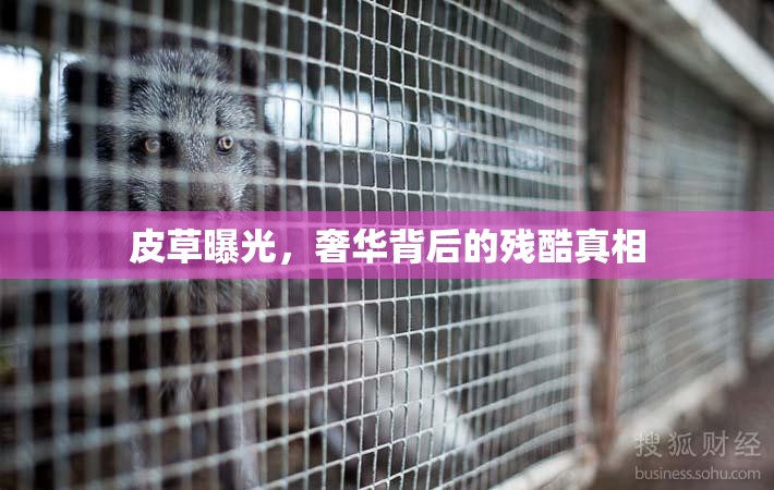 皮草曝光，奢華背后的殘酷真相