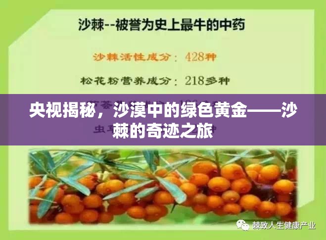 央視揭秘，沙漠中的綠色黃金——沙棘的奇跡之旅