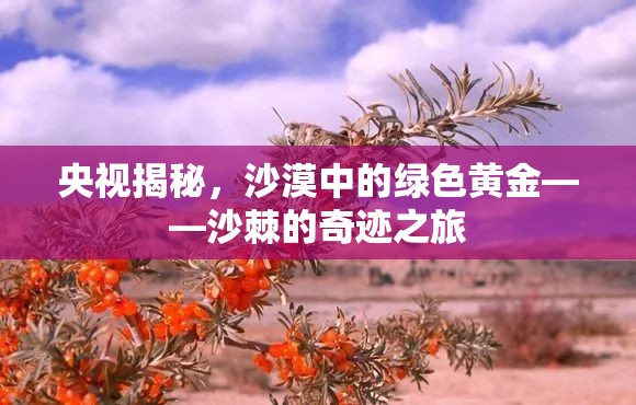 央視揭秘，沙漠中的綠色黃金——沙棘的奇跡之旅